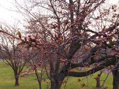 桜、あと何日？