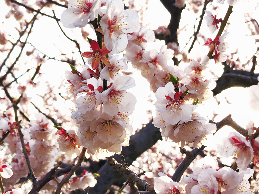 染井吉野桜