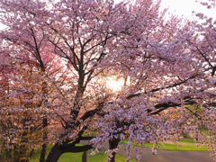 染井吉野桜と夕陽