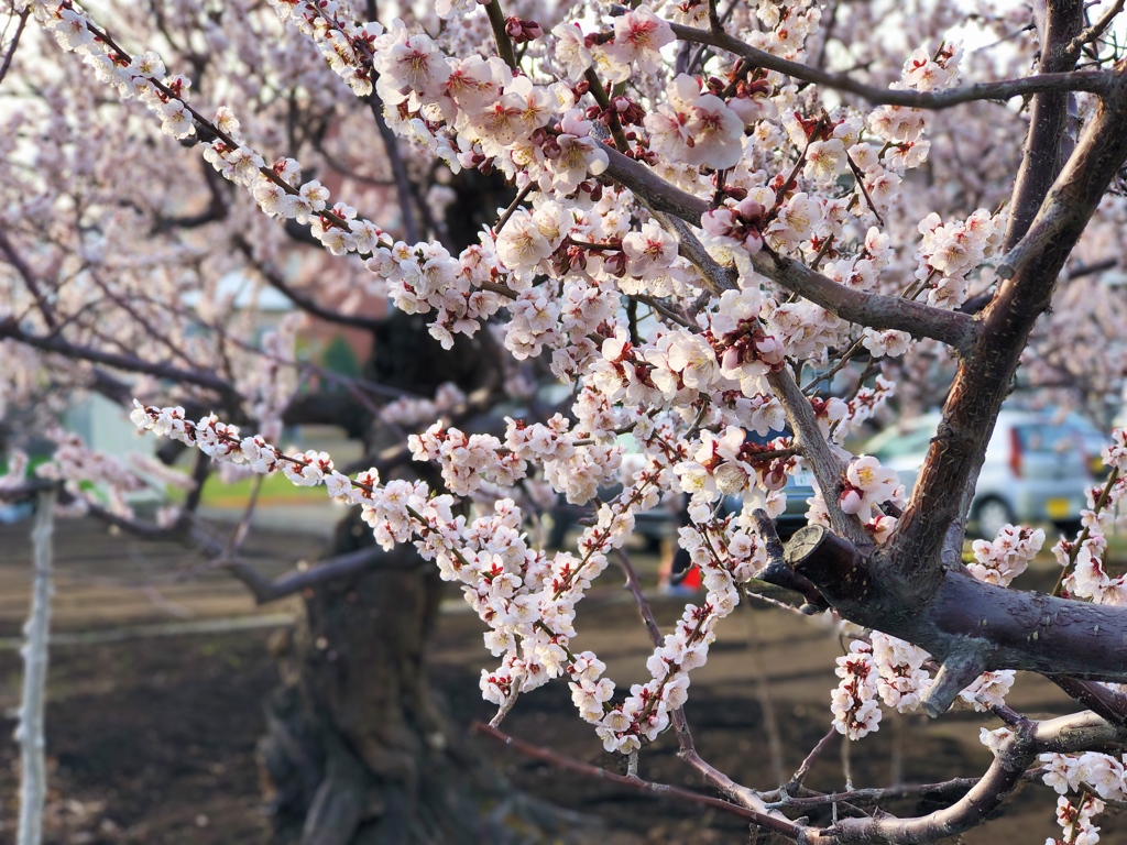 染井吉野桜