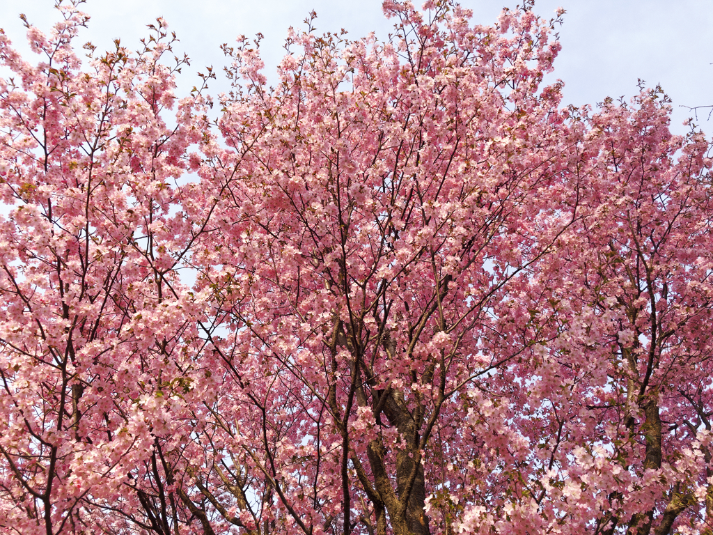 染井吉野桜と蝦夷山桜