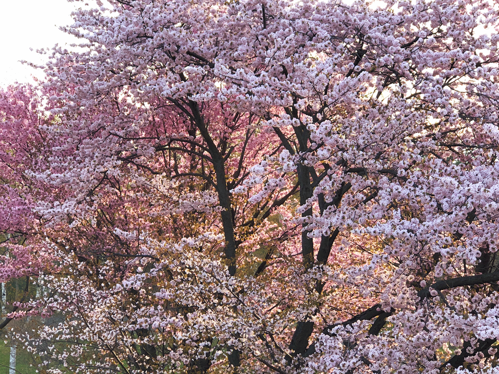 染井吉野桜と蝦夷山桜