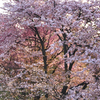 染井吉野桜と蝦夷山桜