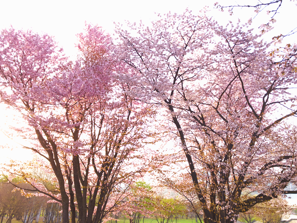 染井吉野桜と蝦夷山桜と夕陽