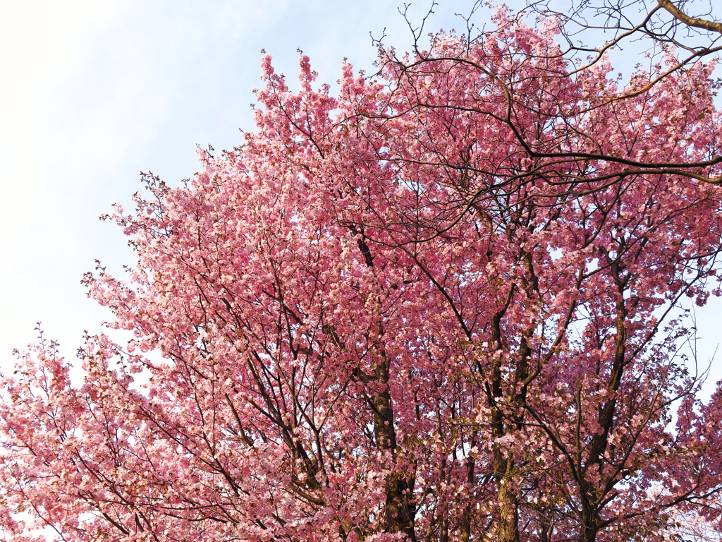 染井吉野桜と蝦夷山桜