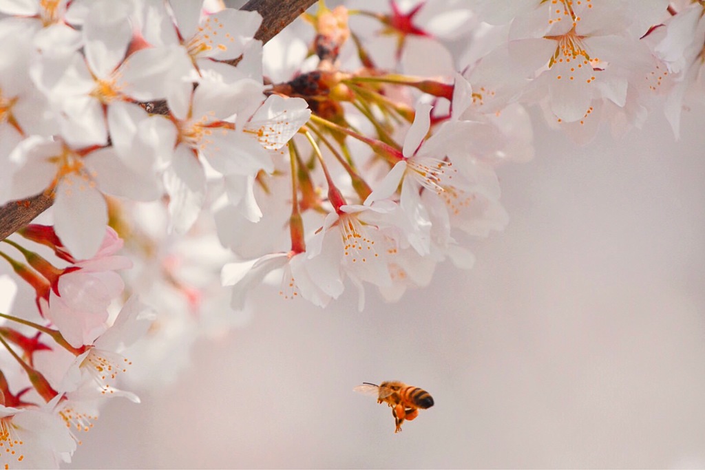 桜前線がゴールしました。