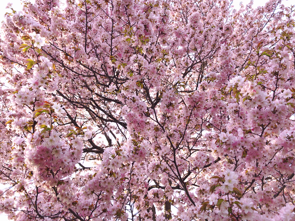 蝦夷山桜