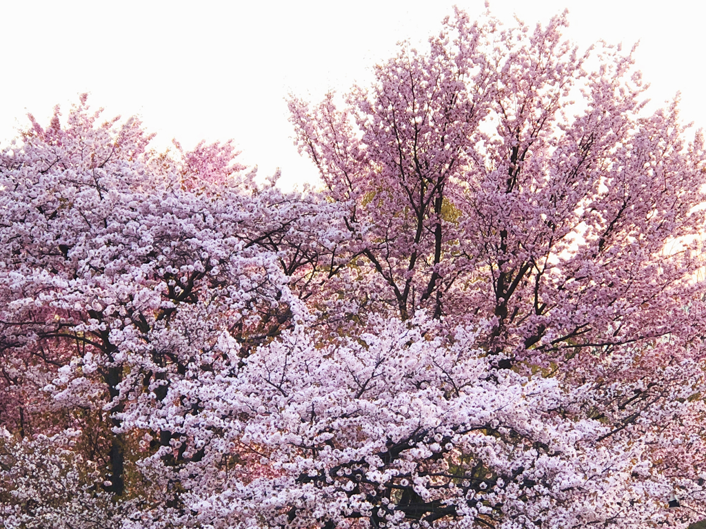 染井吉野桜と蝦夷山桜
