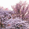 染井吉野桜と蝦夷山桜