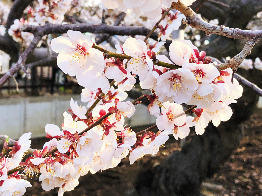 染井吉野桜