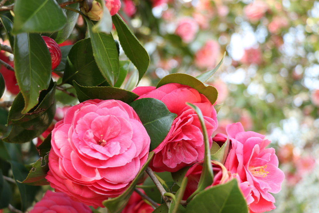 なにこの花。めっちゃピンクやん