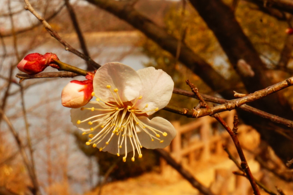 青少年の森