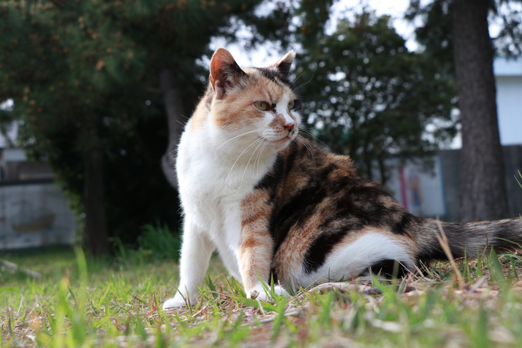 ニヤけ猫