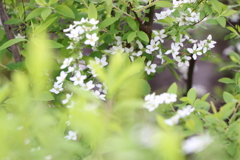 花見行って桜撮らん奴