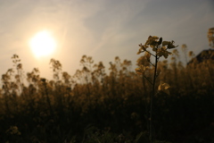 日を向く菜の花畑