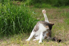 「猫ノラさん」「はいっ！」