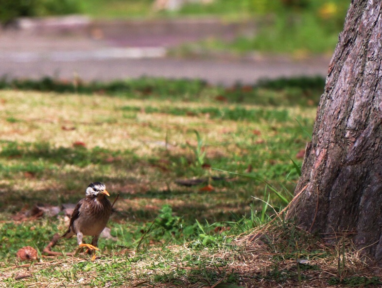 飛ばず歩く鳥