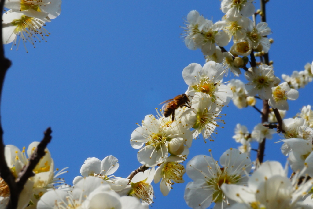 梅に蜂