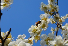 梅に蜂