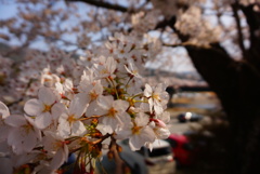 晴天桜