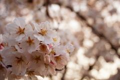 今年初桜