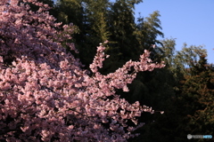 安行桜