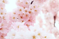 桜かな？