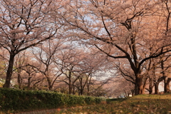 桜がいっぱい
