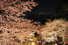 夜桜