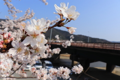 桜と橋、、相性抜群