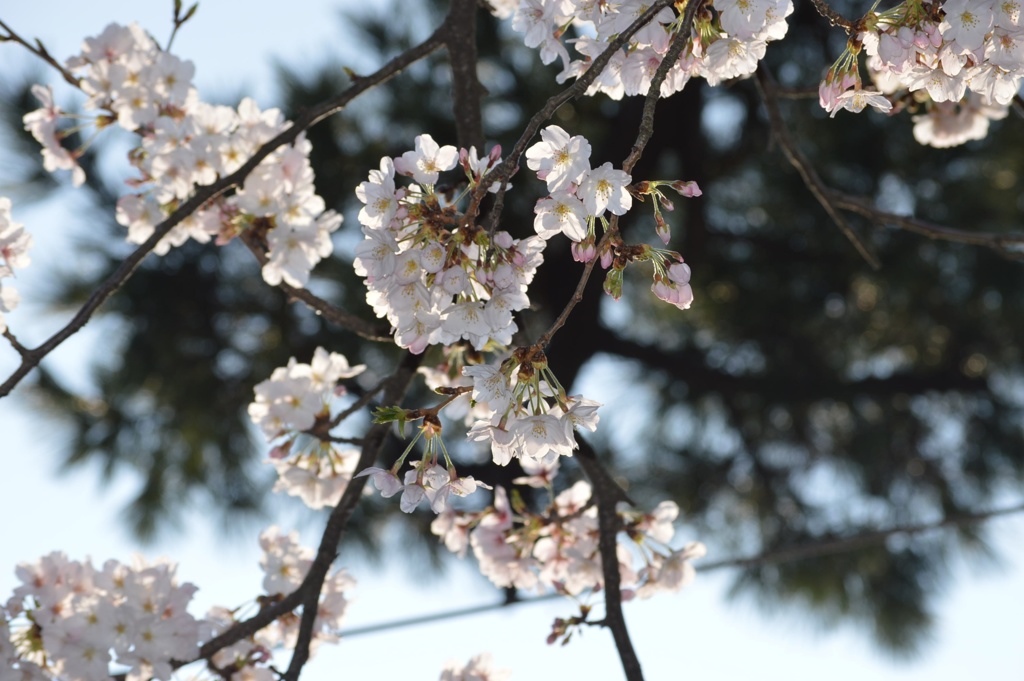 今日は昼間の桜