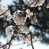 今日は昼間の桜