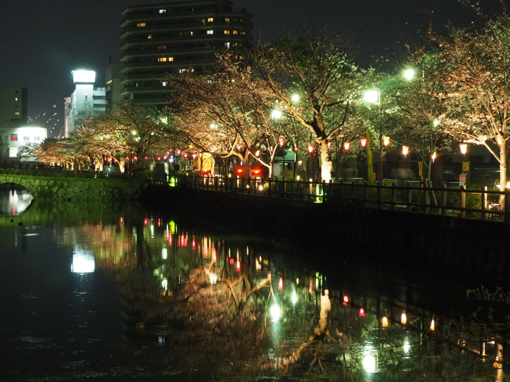 小田原城の夜桜