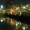 小田原城の夜桜