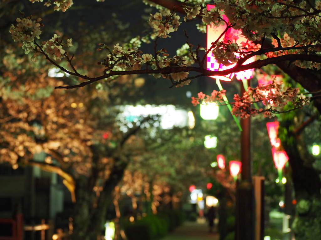 小田原城の夜桜