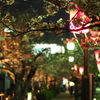 小田原城の夜桜