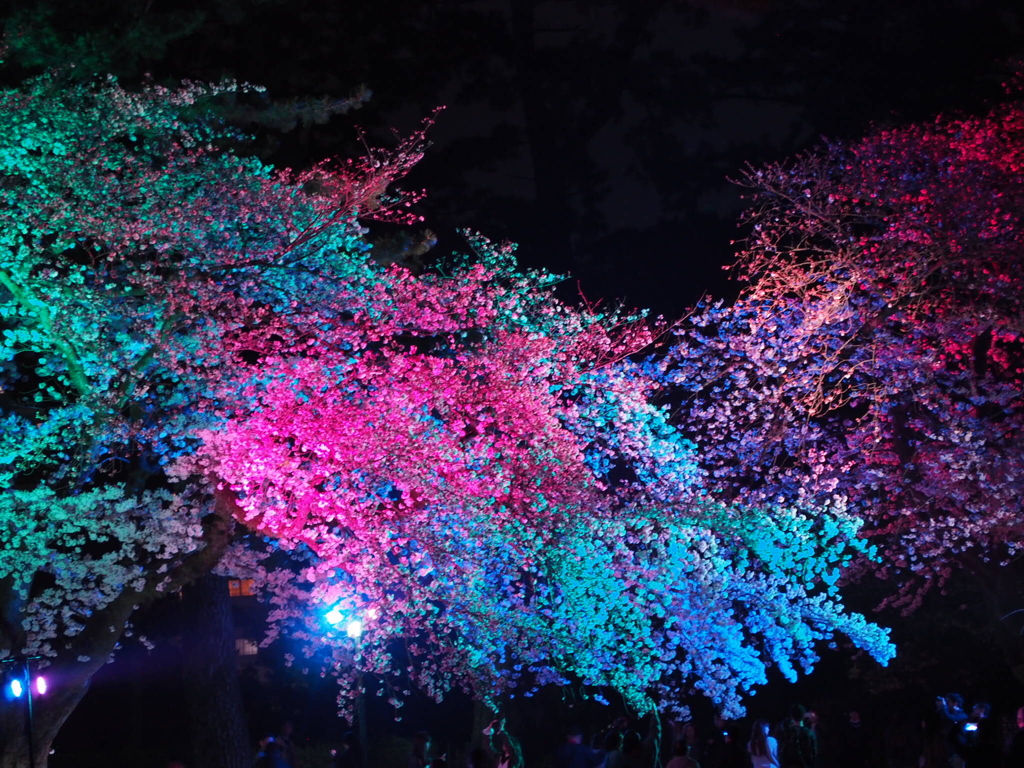 小田原城の夜桜