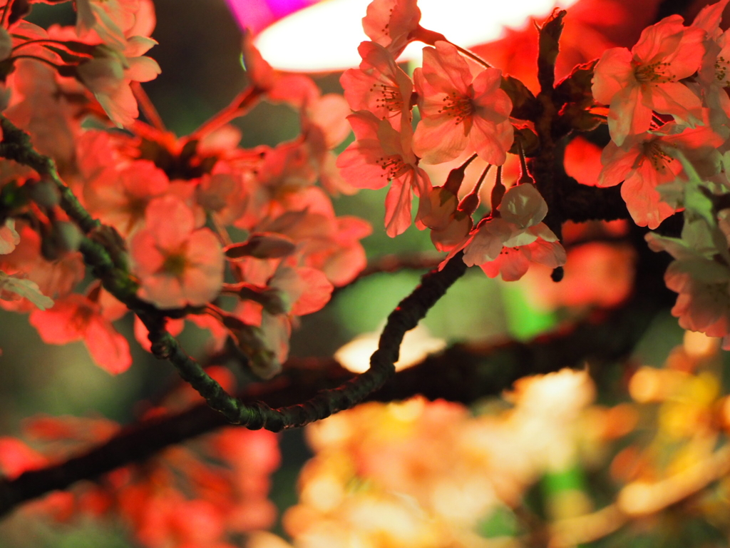 小田原城の夜桜