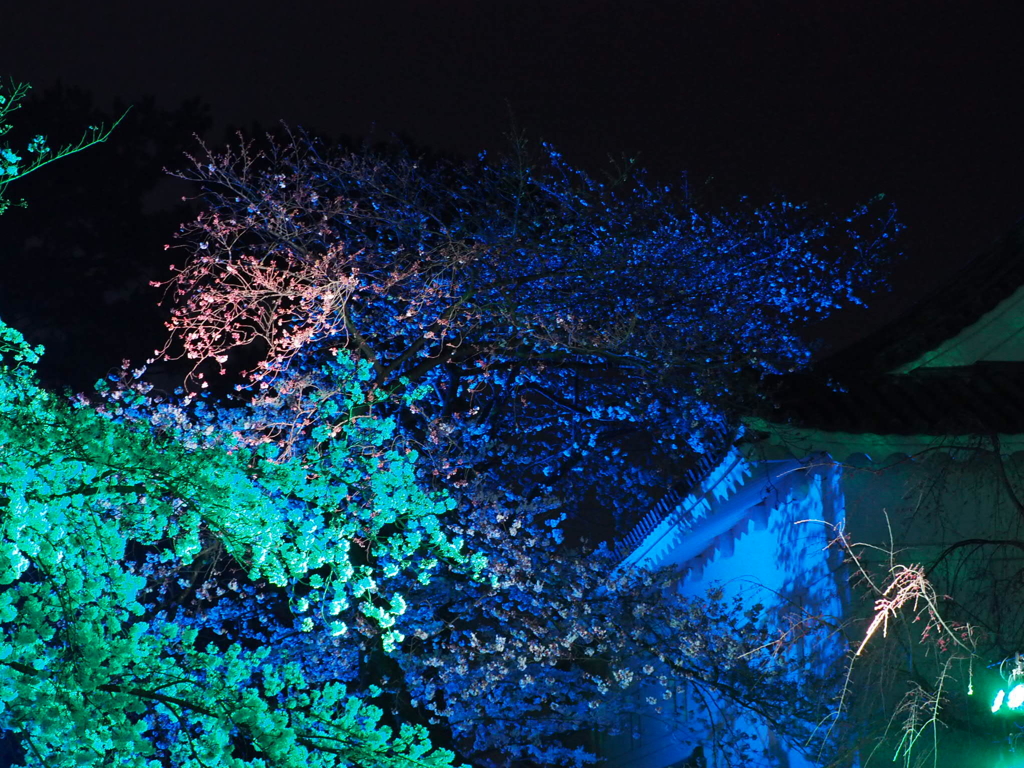 小田原城の夜桜