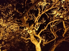 夜梅03