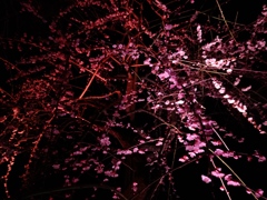 夜梅05