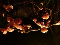 夜梅02