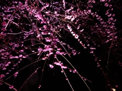 夜梅06