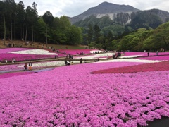 芝桜