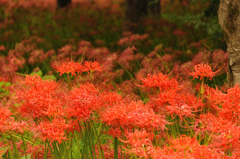 曼珠沙華