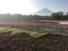 芝桜