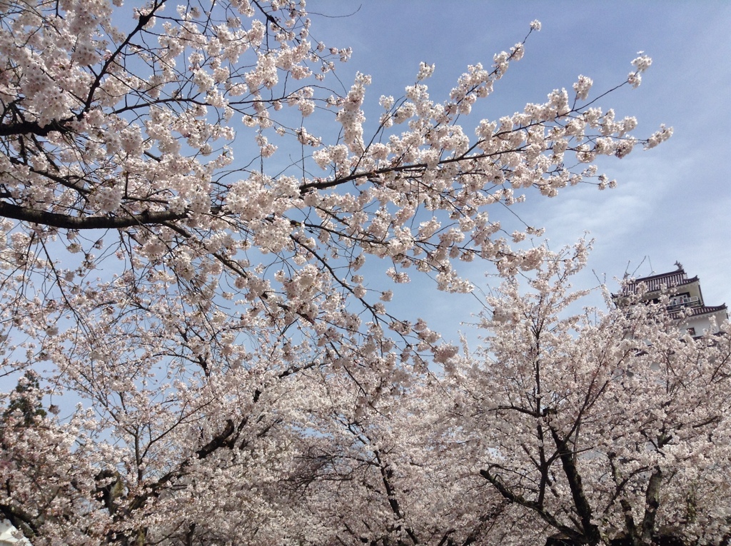 桜_鶴ヶ城