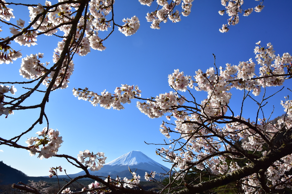 富士+桜