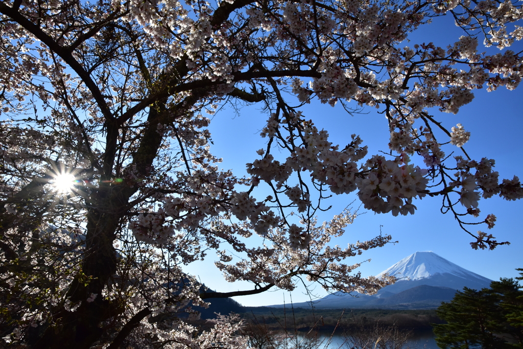 富士+桜2