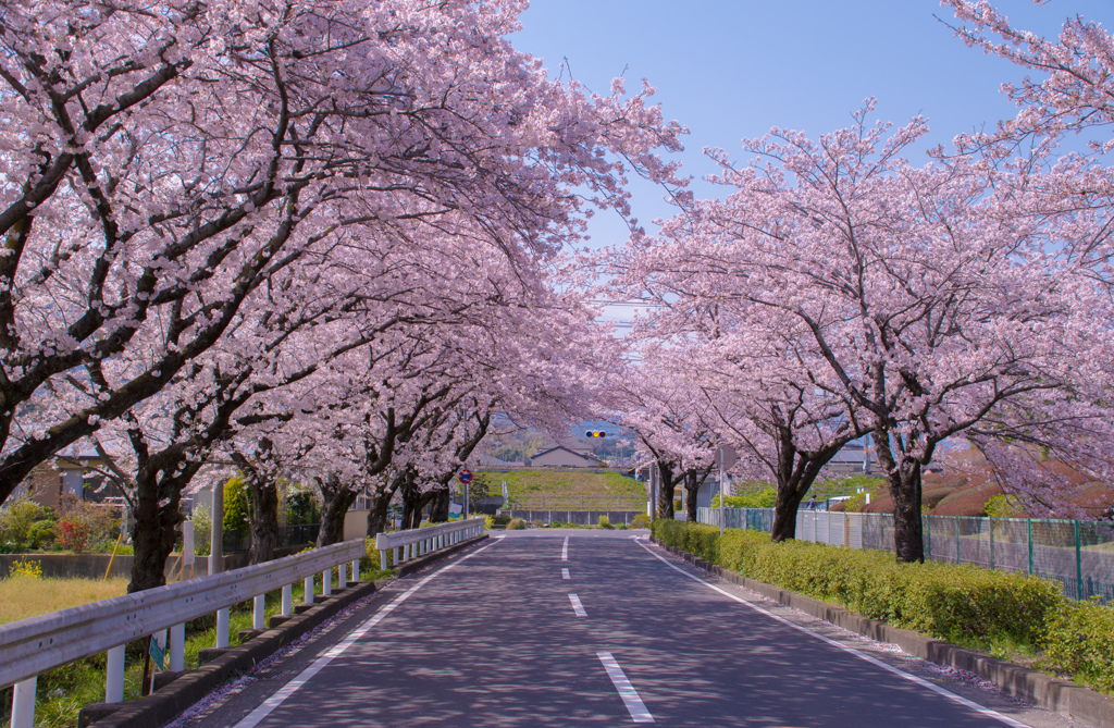 身近な桜